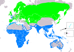 alt=Distribución de Actitis hypoleucos      Área de cría.     Área de invernada.     Área de migración.     Área de invernada supuesta.     Área de migración supuesta.