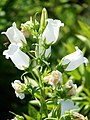 Campanula medium