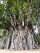 Ficus macrophylla