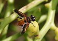 Macho, con marcas rojizas en las alas