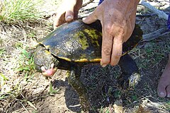 Description de l'image Irwin's turtle (2261030419).jpg.