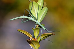 Leptynia hispanica