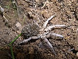 European Wolf Spider ( Lycosa Tarantula )