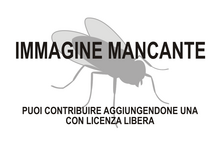 Immagine di Aedes annulipes mancante