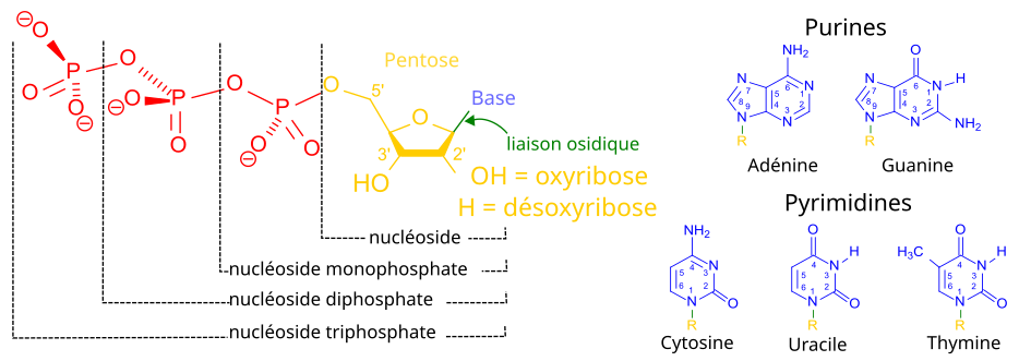 Nucléotides, nucléosides et bases nucléiques