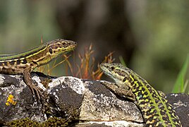 Une paire de Podarcis siculus (Lacertidae, lézard sicilien) au Soleil sur un rocher.