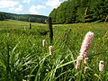 Im Biosphärenreservat Vessertal-Thüringer Wald