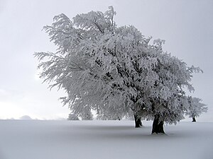 Winter trees covered in snow