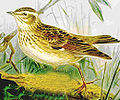 Wood Lark