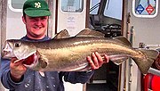 Abadexo pescado cerca de costa, cun peso de 10 kg