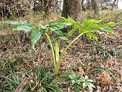 雌株。雌株の花序柄は葉柄と比べ明らかに短い。