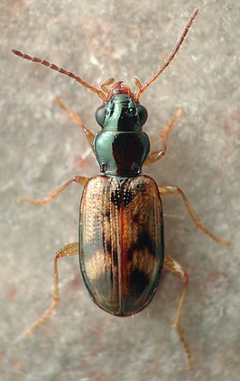 Bembidion chilense