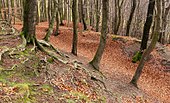 Blick von der Hauptburg nach Südosten