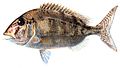 The jolthead porgy is a porgi grunt[21]