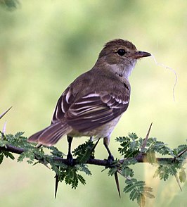 Witbuikelenia