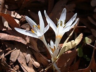 <center>Colchicum antilibanoticum</center>