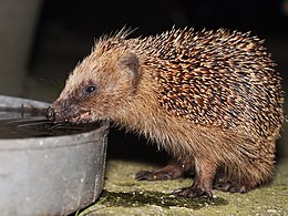 Európai sün (Erinaceus europaeus)