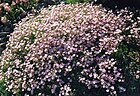 Gypsophila repens