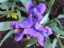 Iris pumila a1.jpg