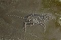 Un fossile du mammifère de l'Éocène Macrocranion tupaiodon.