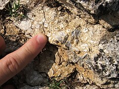 Fossiles de foraminifères en Espagne.