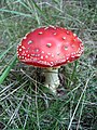 A. muscaria