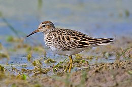 Raibakrūtis bėgikas (Calidris melanotos)