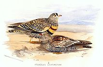 Lichtenstein's Sandgrouse