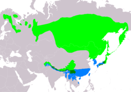 Ареал T. cyanurus     Гніздування      Осіле проживання      Зимування