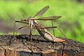 Wiesenschnake (Tipula paludosa), Weibchen