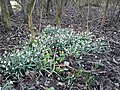 Snowdrop (galanthus nivalis), another early flower in the forest floor (March).