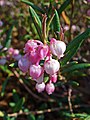 Bog rosemary