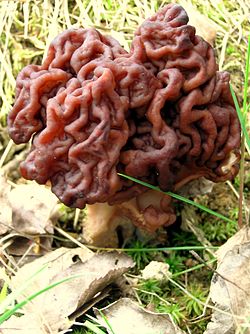 Kevadkogrits Gyromitra esculenta