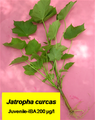 Propagação de Jatropha curcas por estaca.