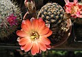 Rebutia pygmaea