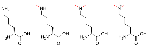 Methylation-lysine