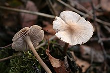 Mycena galericulata 051106w.jpg