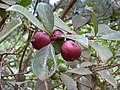 Strawberry guava, Psidium littorale var. cattleyanum