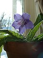 Streptocarpus