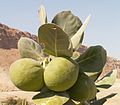 Calotropis procera (Aak shrub)