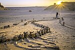 Fossil whale bones exposed on the ground, protected by a fence