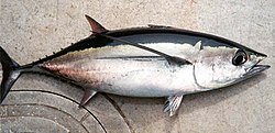 Valkotonnikala (Thunnus alalunga)