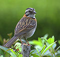 Pichinku Zonotrichia capensis