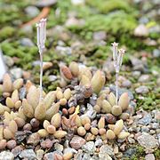 Adromischus marianiae ✓