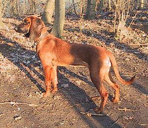 Bayerischer Gebirgsschweißhund