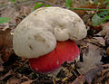 Satansröhrling (Boletus satanas)