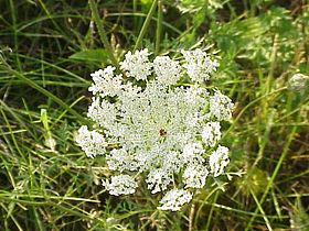 Daucus carota