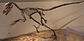 Esquelèta d'un Deinonychus, un exemple de teropòd predator rapid