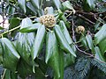 Hedera colchica loreak