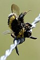 Bourdon embroché sur un fil barbelé.